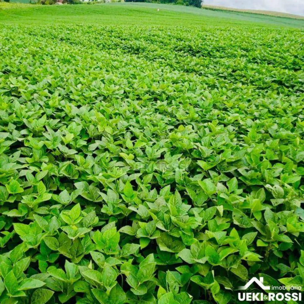 Fazenda, 97 hectares - Foto 3