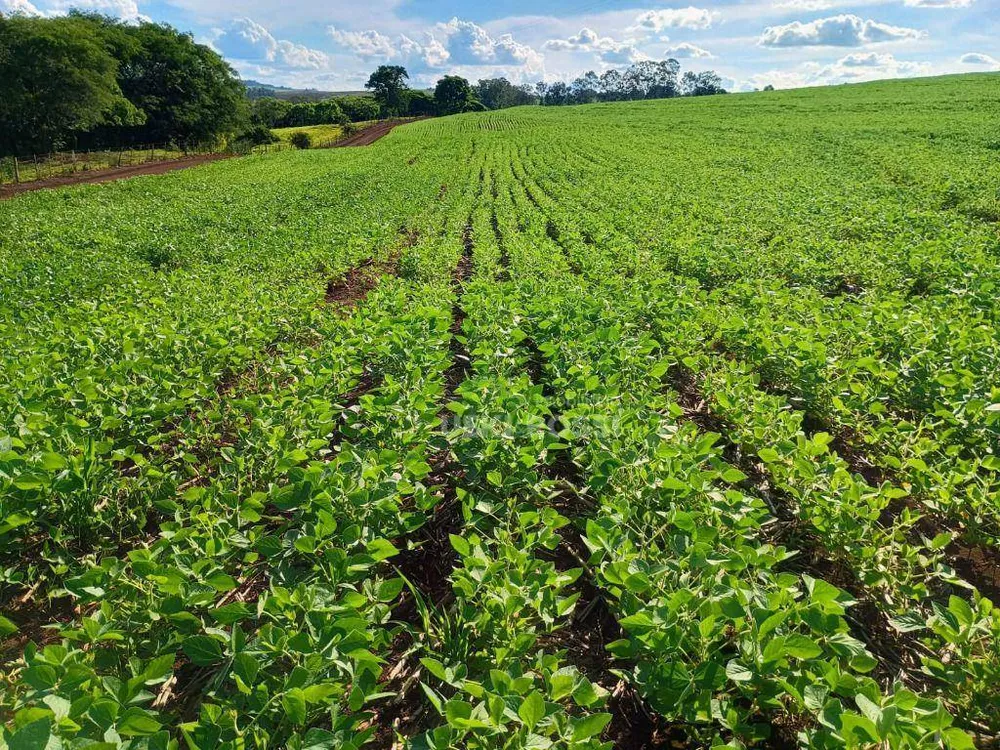 Fazenda, 225 hectares - Foto 2