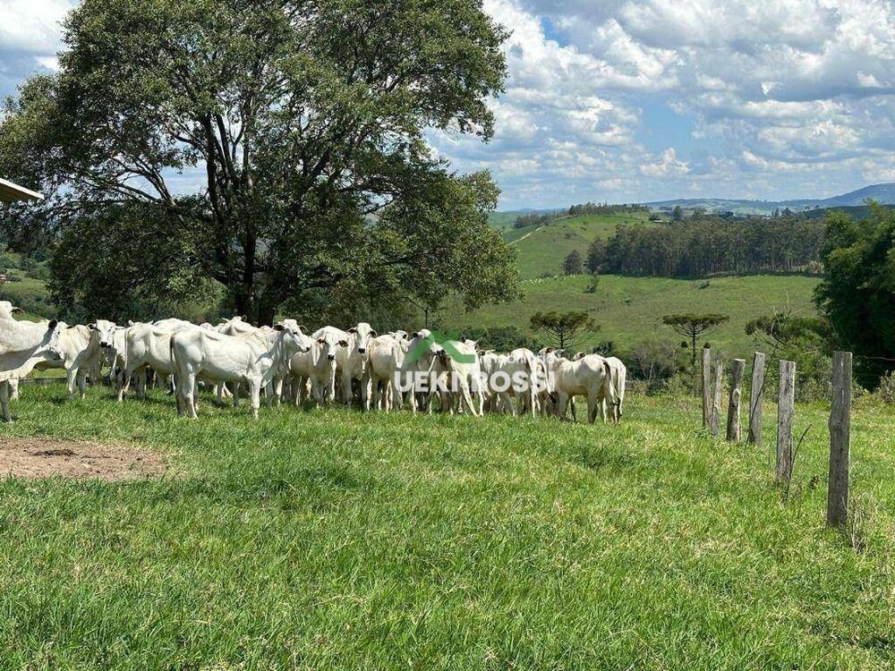 Fazenda, 230 hectares - Foto 7