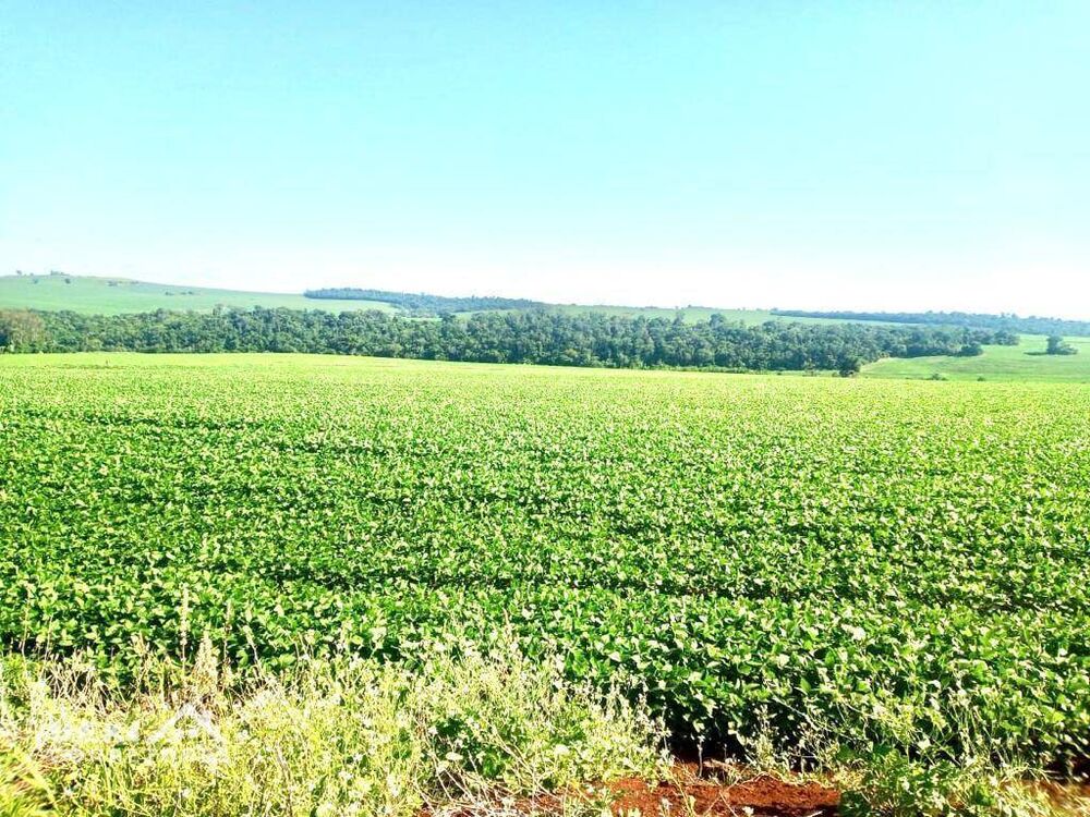 Fazenda, 31 hectares - Foto 6