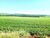 Fazenda-Sítio-Chácara, 31 hectares - Foto 3