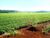 Fazenda-Sítio-Chácara, 31 hectares - Foto 2