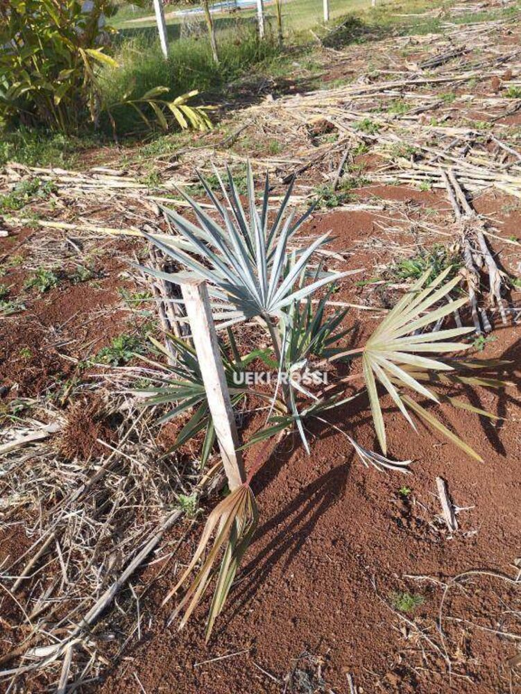 Terreno, 1000 m² - Foto 1