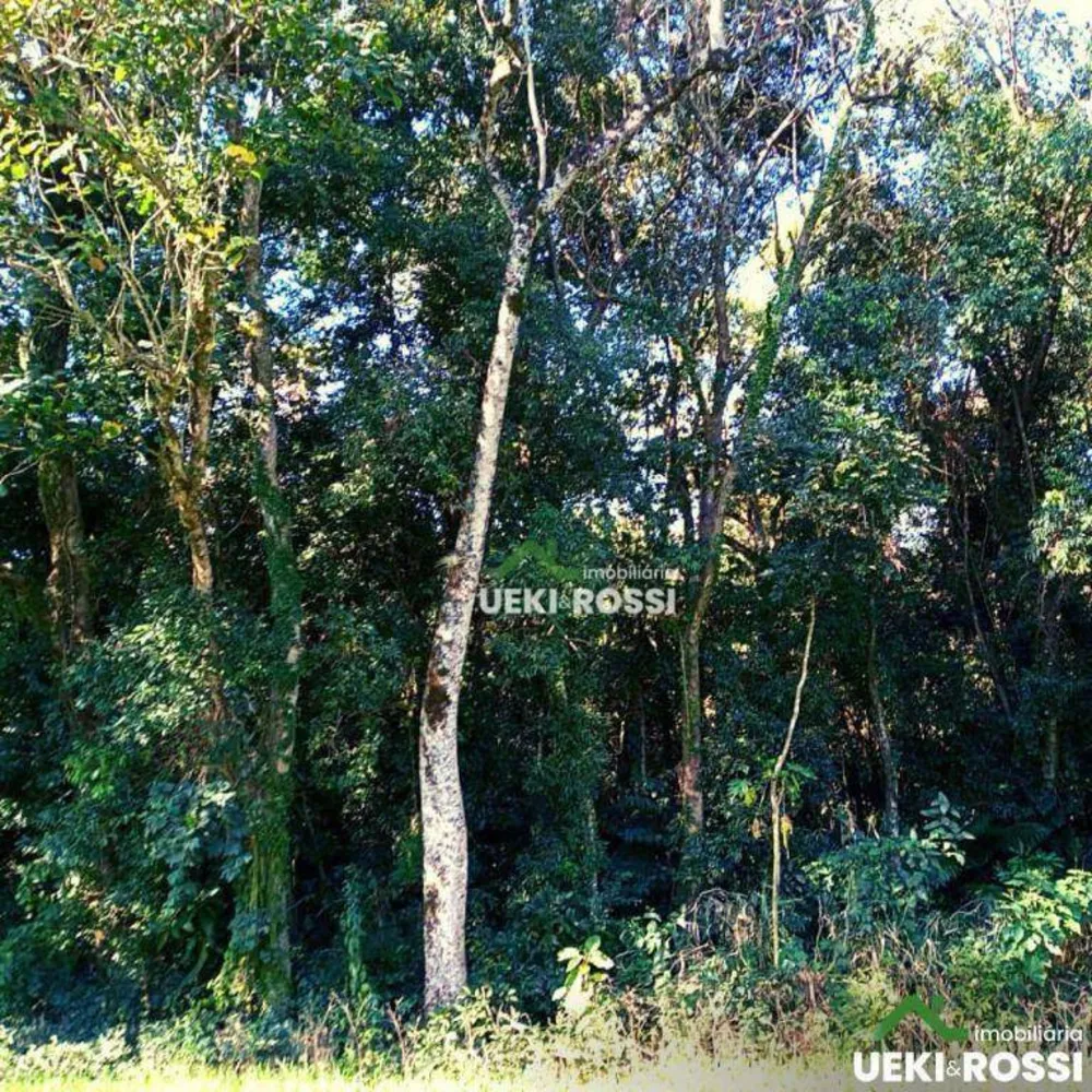 Sítio, 34 hectares - Foto 10