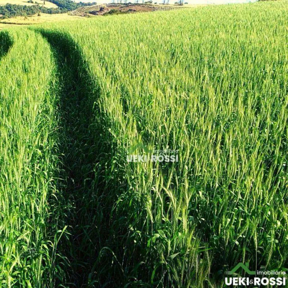 Sítio, 34 hectares - Foto 4