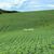 Fazenda-Sítio-Chácara, 145 hectares - Foto 1