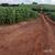 Fazenda-Sítio-Chácara, 104 hectares - Foto 6