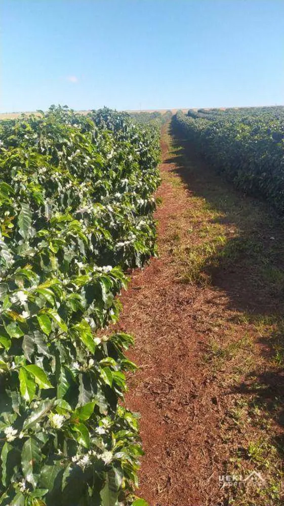 Fazenda, 242 hectares - Foto 8