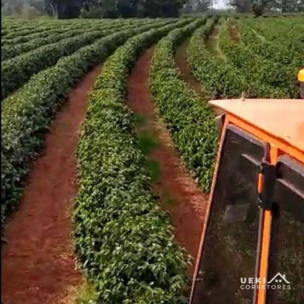 Fazenda, 242 hectares - Foto 2
