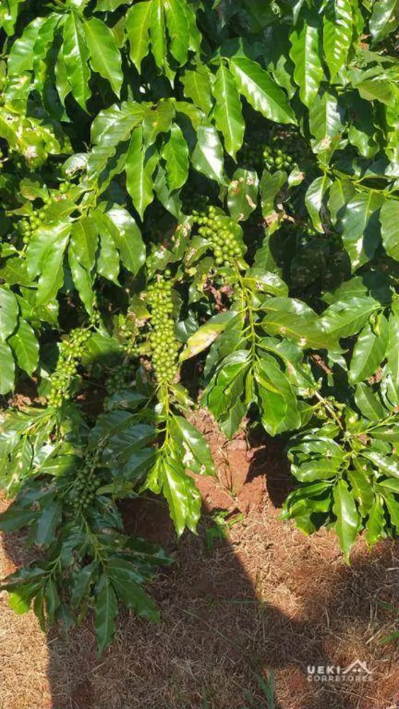 Fazenda, 242 hectares - Foto 5