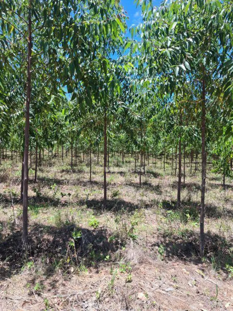 Fazenda, 536 hectares - Foto 10