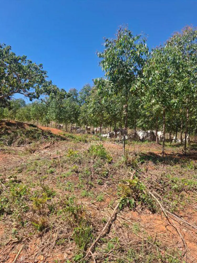 Fazenda, 536 hectares - Foto 9