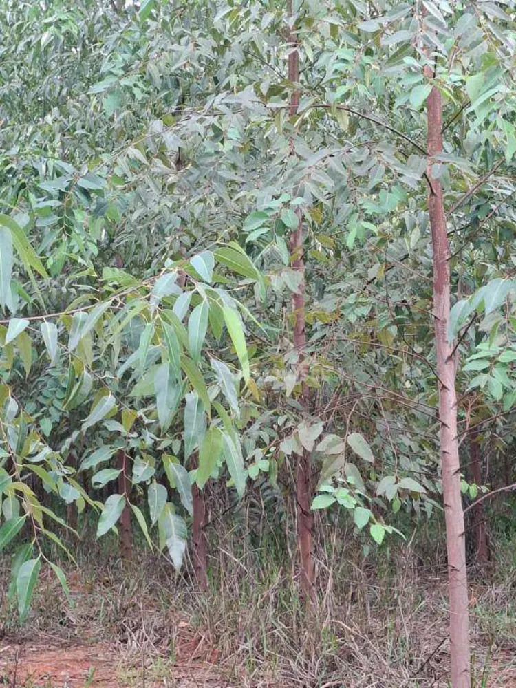 Fazenda, 536 hectares - Foto 13