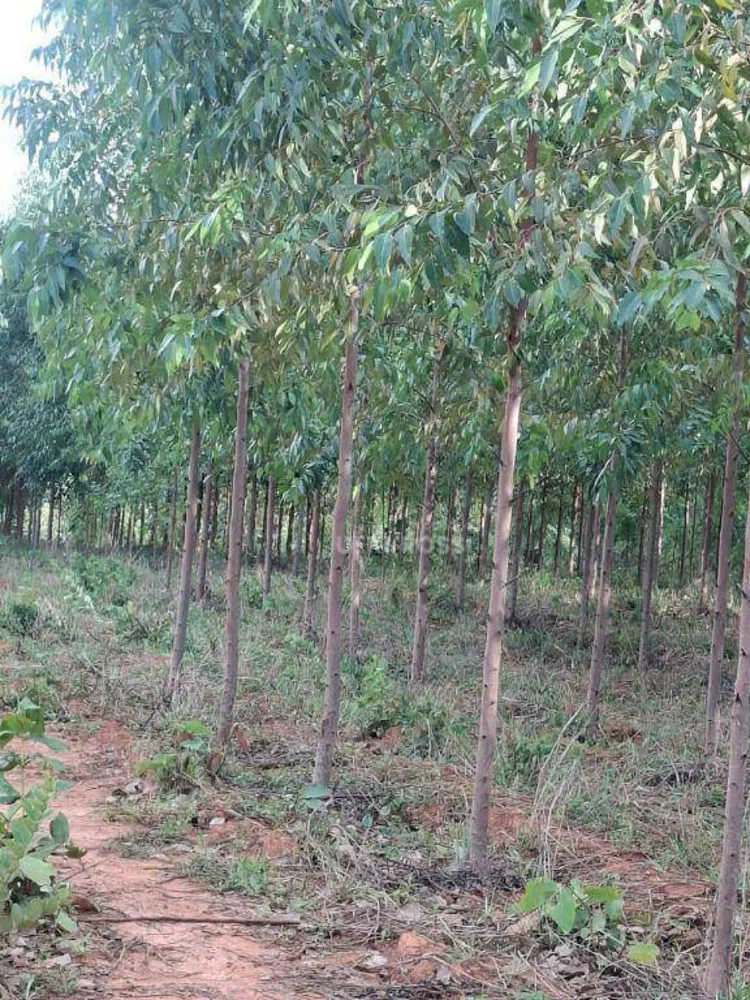 Fazenda, 536 hectares - Foto 16