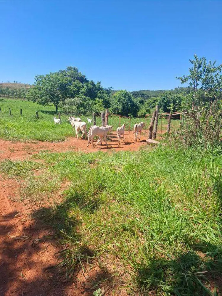 Fazenda, 536 hectares - Foto 8