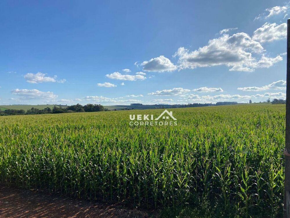 Sítio, 24 hectares - Foto 2