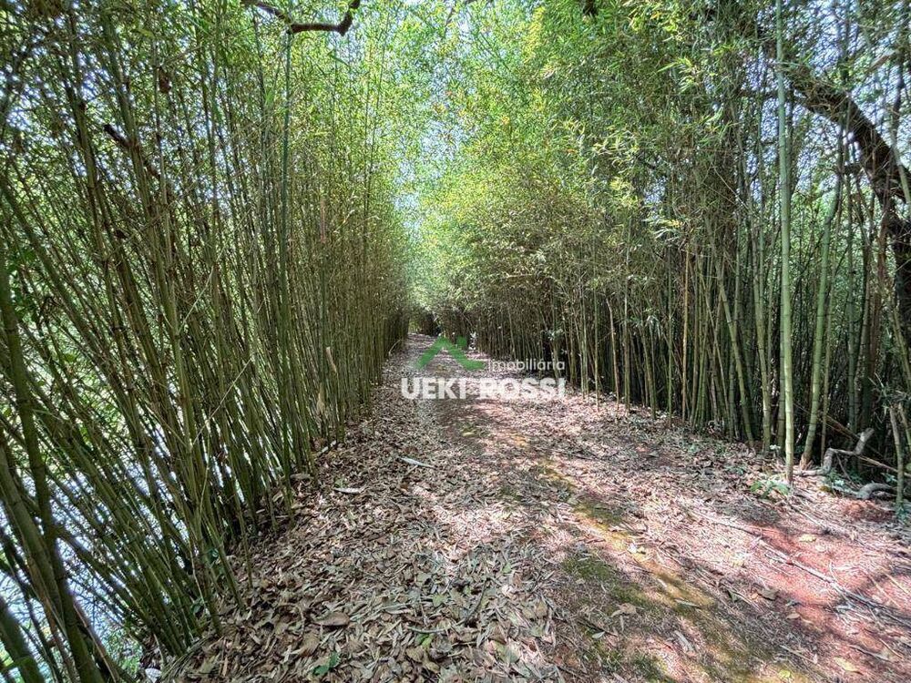 Sítio, 24 hectares - Foto 9