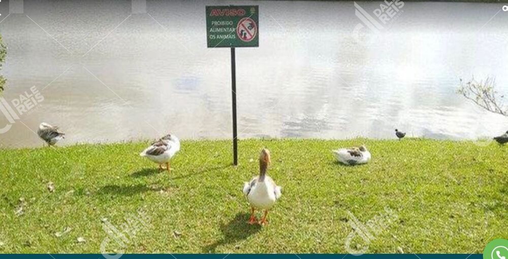 Terreno, 510 m² - Foto 6