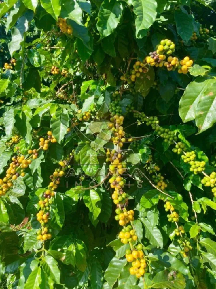 Fazenda, 26 hectares - Foto 6