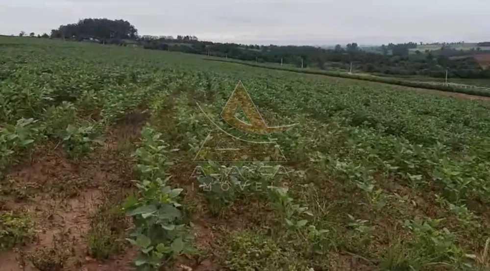 Fazenda, 249 hectares - Foto 3