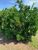 Fazenda-Sítio-Chácara, 250 hectares - Foto 3
