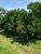 Fazenda-Sítio-Chácara, 250 hectares - Foto 2