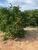 Fazenda-Sítio-Chácara, 250 hectares - Foto 4
