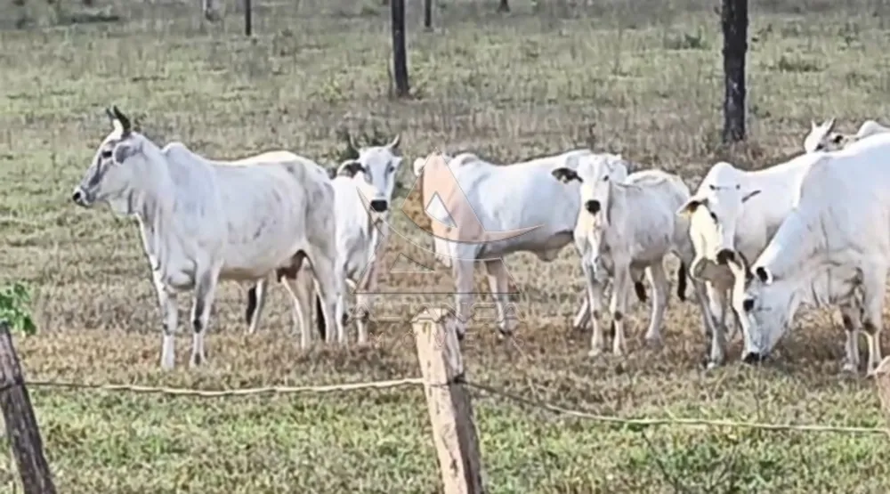 Fazenda, 3872 hectares - Foto 2
