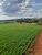 Fazenda, 140 hectares - Foto 1