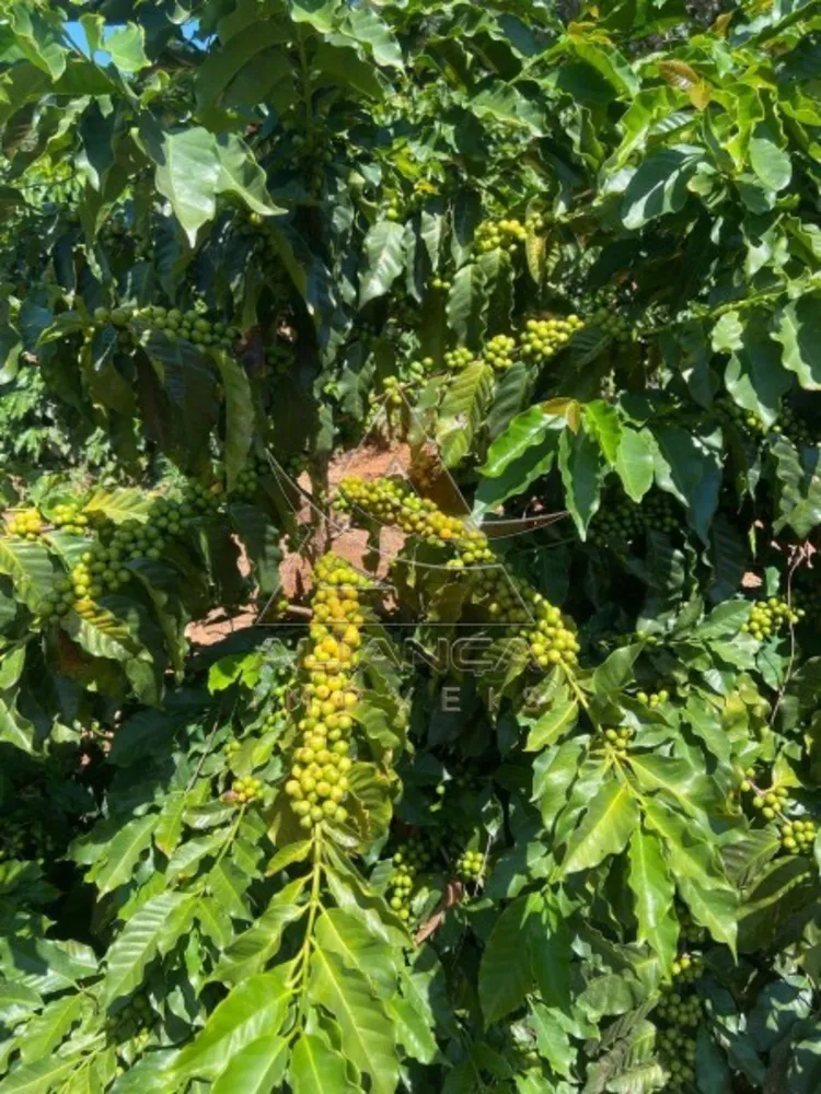 Fazenda, 491 hectares - Foto 4