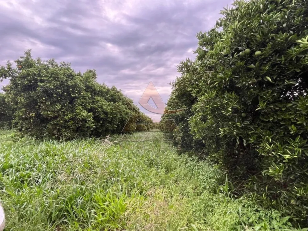 Fazenda, 411 hectares - Foto 2