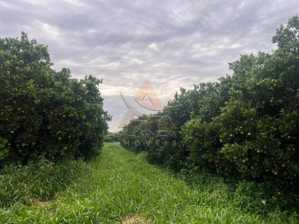 Fazenda, 411 hectares - Foto 7