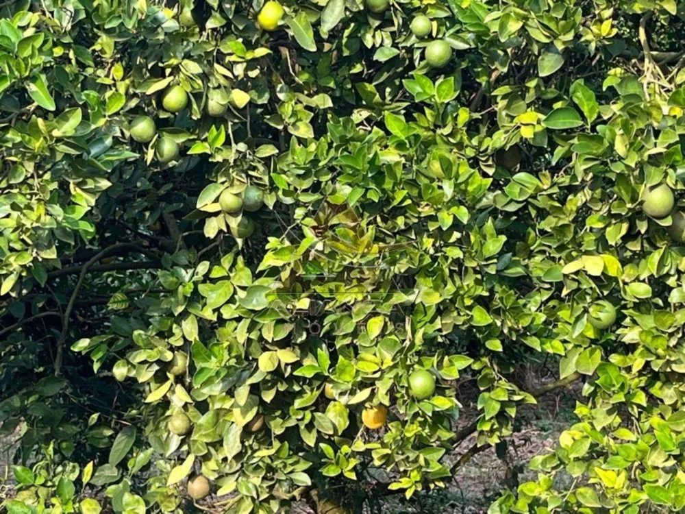 Fazenda, 411 hectares - Foto 3