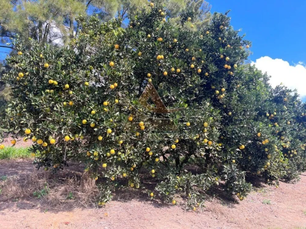 Fazenda, 411 hectares - Foto 1