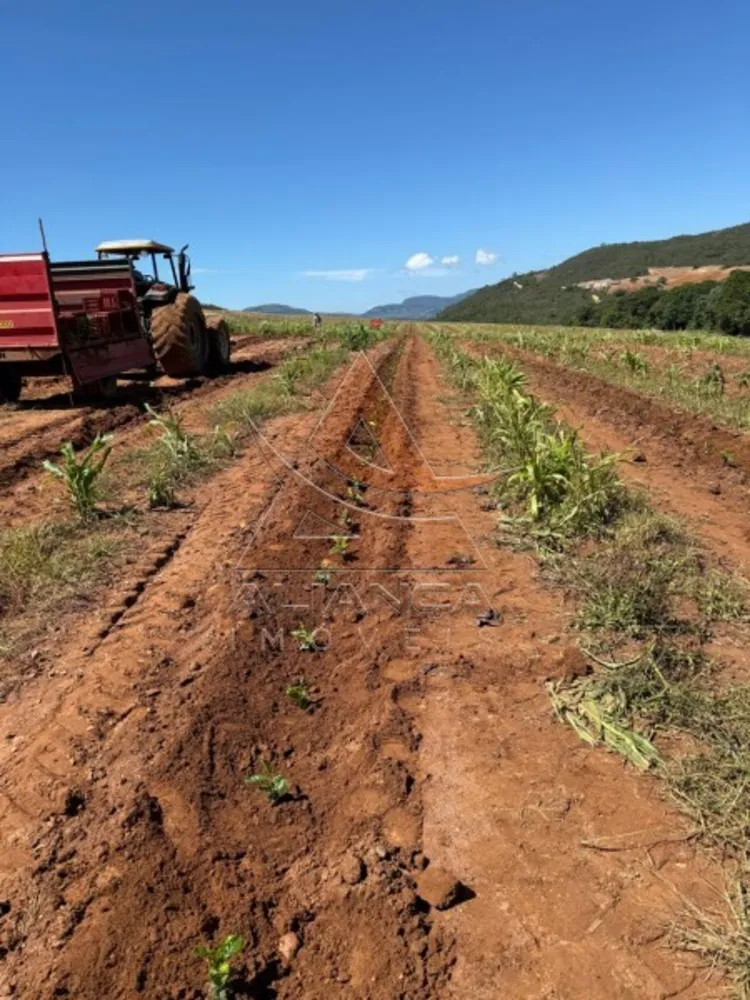 Fazenda, 90 hectares - Foto 8