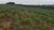 Fazenda, 249 hectares - Foto 3