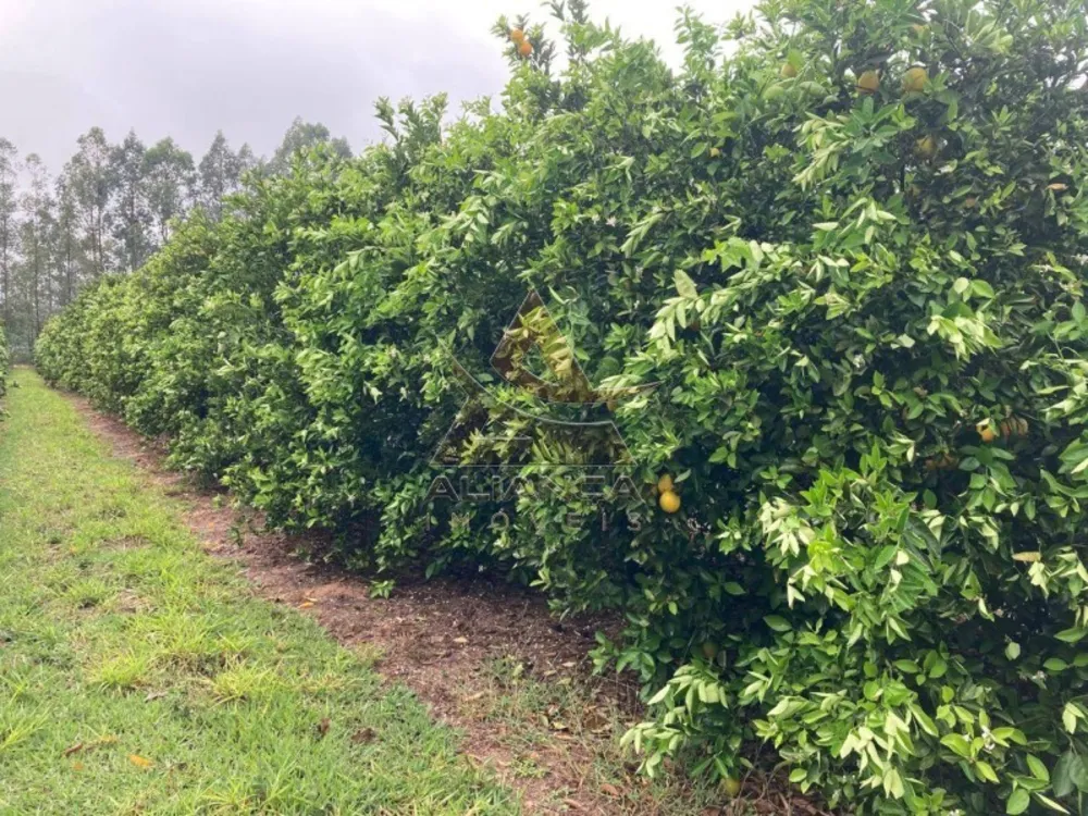Fazenda, 864 hectares - Foto 7
