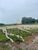 Fazenda, 231 hectares - Foto 1
