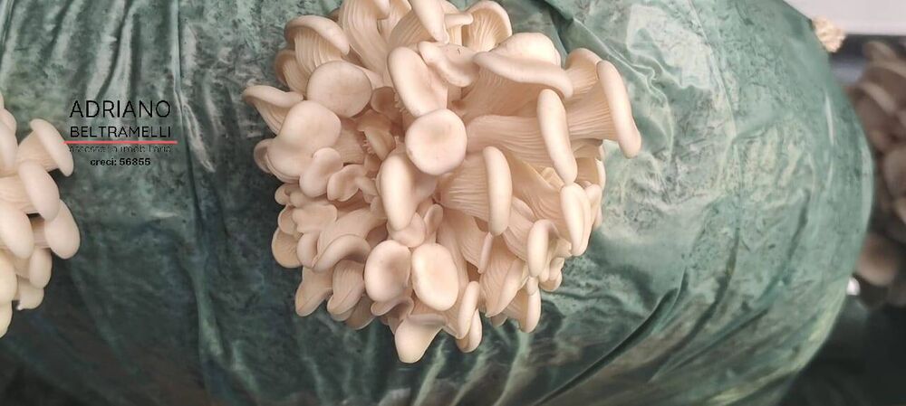 Sítio, 21 quartos, 27 hectares - Foto 4