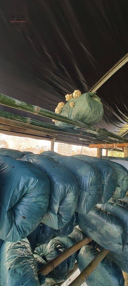 Sítio, 21 quartos, 27 hectares - Foto 6