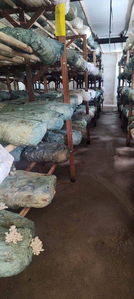 Sítio, 21 quartos, 27 hectares - Foto 9