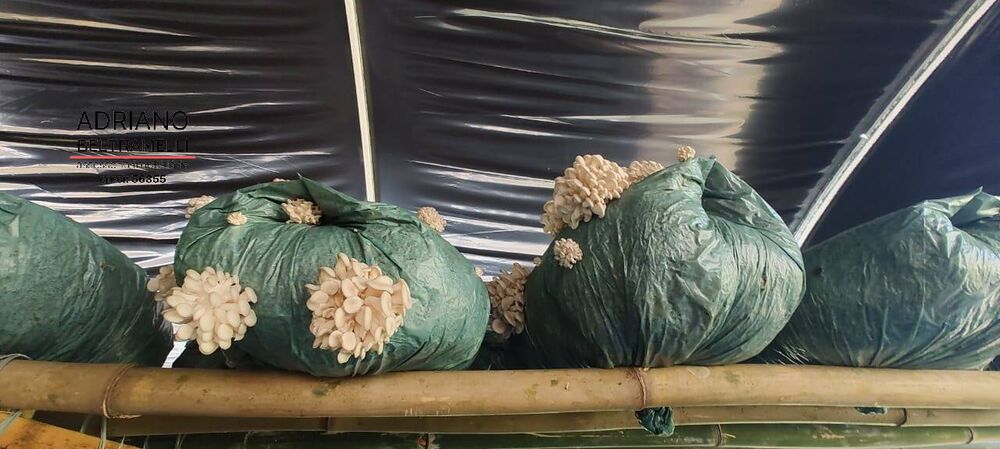 Sítio, 21 quartos, 27 hectares - Foto 8