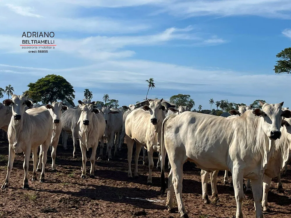 Fazenda, 622 m² - Foto 7