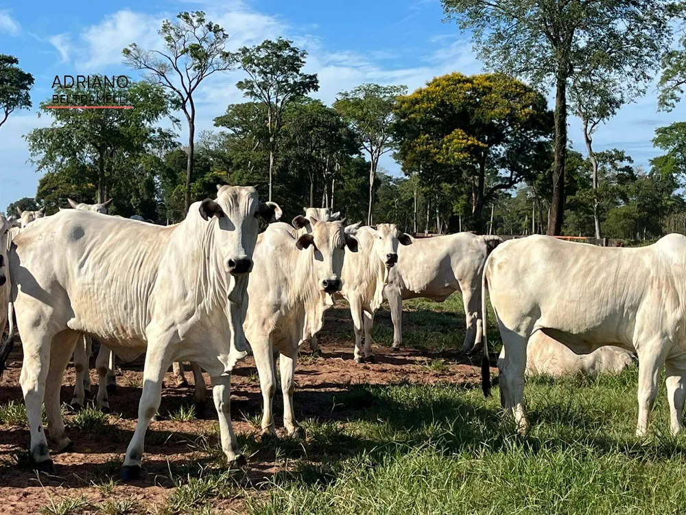 Fazenda, 622 m² - Foto 3