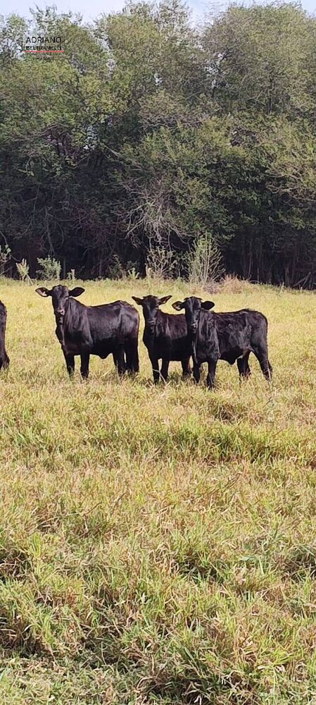 Terreno, 11 hectares - Foto 27