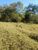 Terreno, 2 hectares - Foto 4