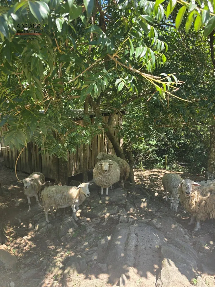 Sítio, 3 quartos, 14 hectares - Foto 12