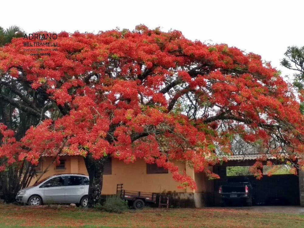 Chácara, 3 quartos, 3 hectares - Foto 3