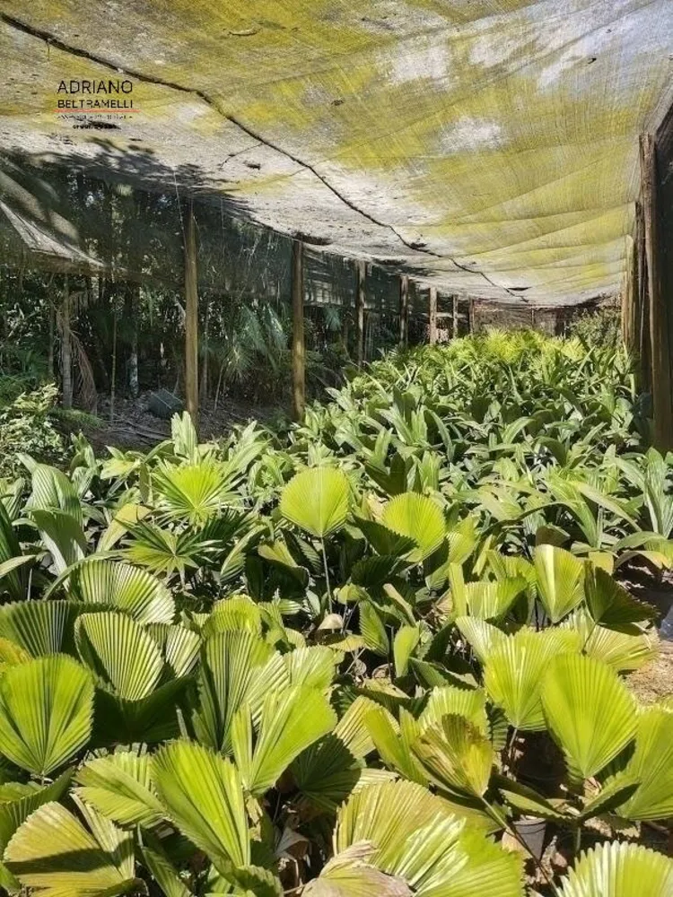 Sítio, 10 quartos, 29 hectares - Foto 29