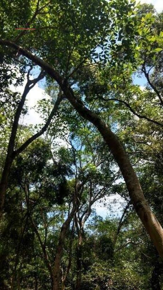 Terreno, 8 hectares - Foto 26